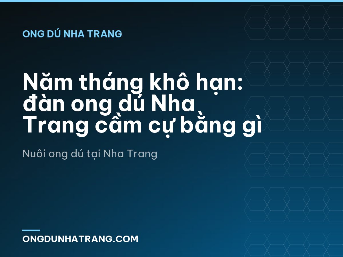 Năm tháng khô hạn: đàn ong dú Nha Trang cầm cự bằng gì